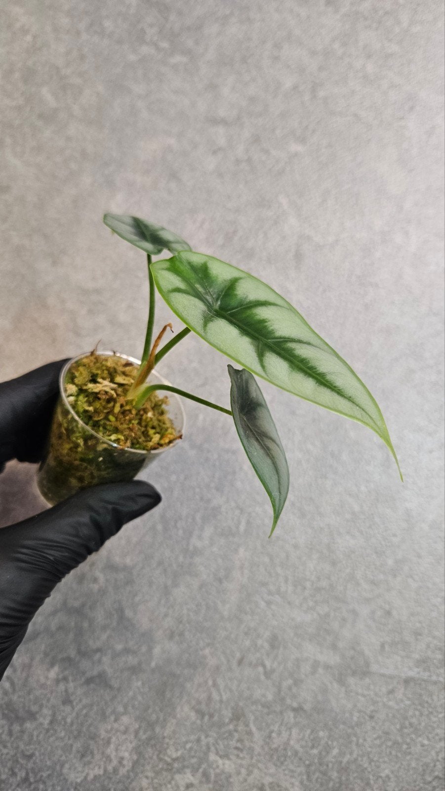 Alocasia Reversa, Ophalen of Verzenden, Halfschaduw, Minder dan 100 cm