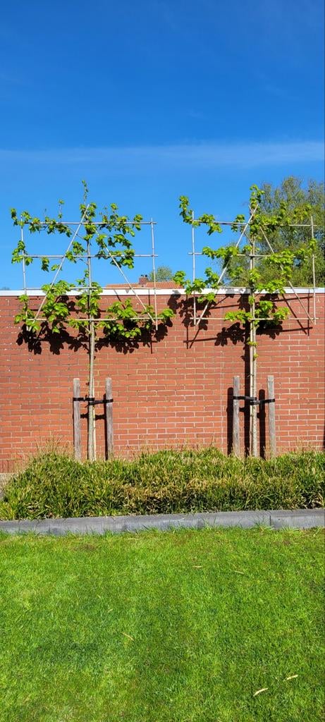 Twee leibomen, Ophalen, Volle zon, Overige soorten