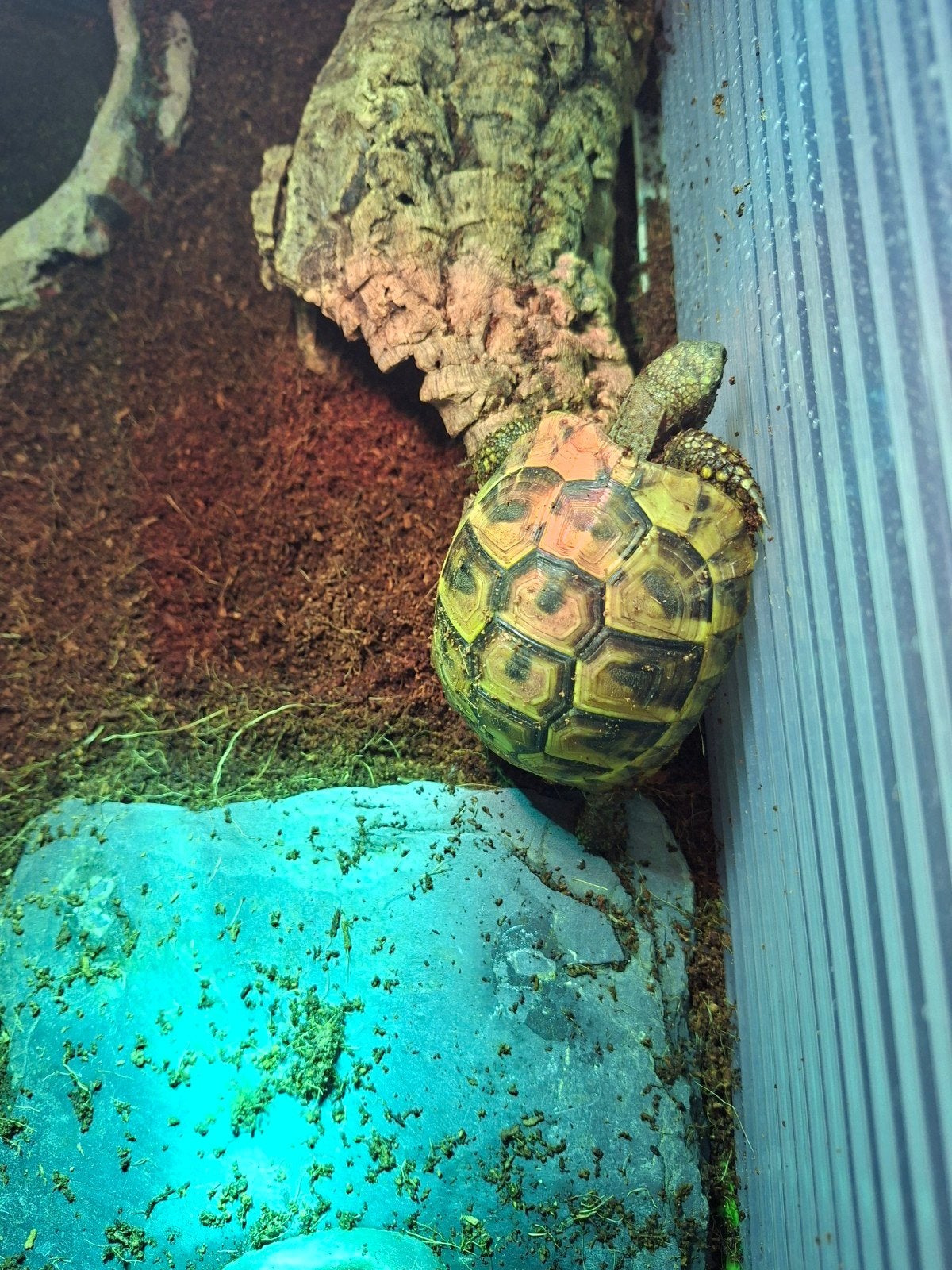 Gezocht reptielen oppas (zwolle), Dieren en Toebehoren, 0 tot 2 jaar