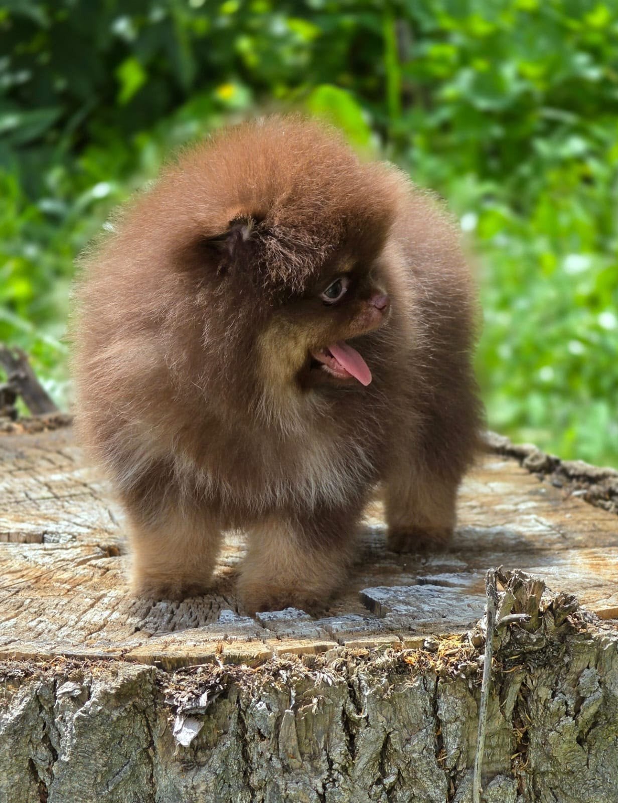 Exclusieve Pomeranian Coco Tan Pup – Direct Beschikbaar, Dieren en Toebehoren, Honden | Poolhonden, Keeshonden en Oertypen, Particulier