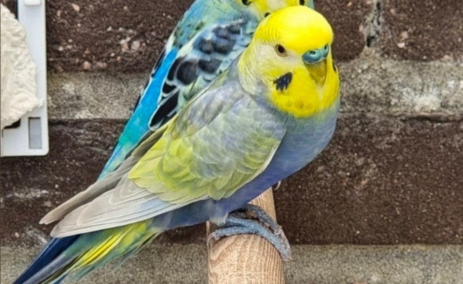 Regenboog grasparkieten, Meerdere dieren, Parkiet