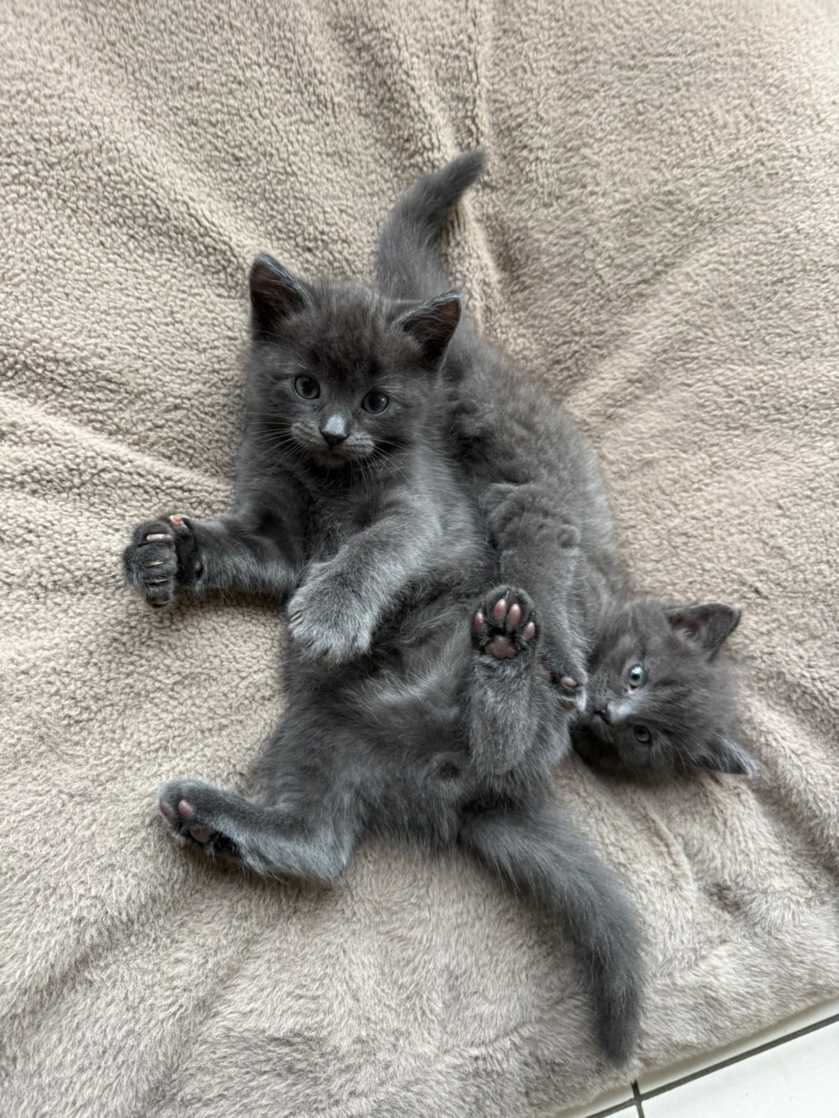 X Ragdoll kitten, Kater, Ontwormd, 0 tot 2 jaar