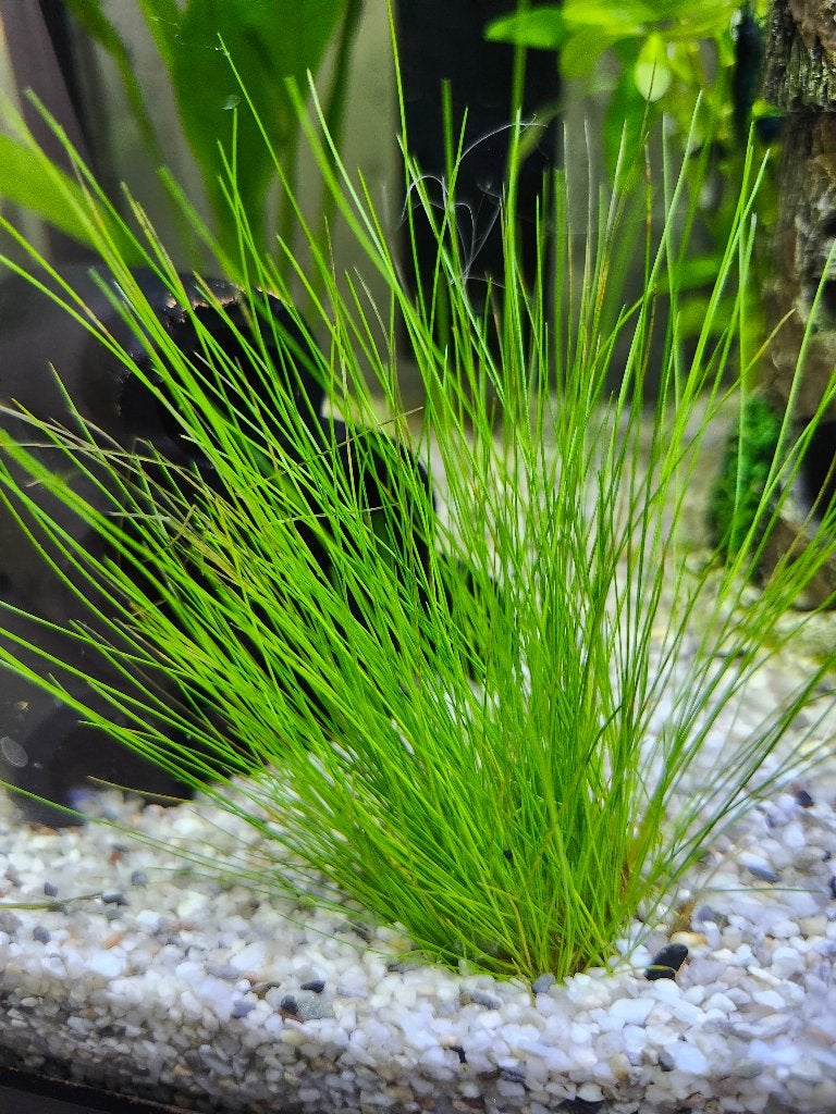 Blauwe garnalen, Kreeft, Krab of Garnaal, Zoetwatervis