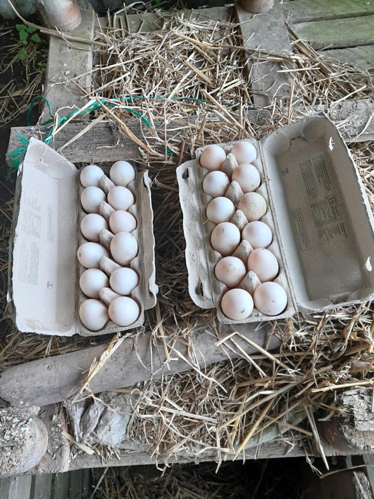 Eendeneieren Khaki Campbell, Dieren en Toebehoren, Pluimvee, Eend, Meerdere dieren