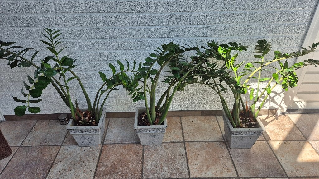 kamerplant zamioculcas 3x, Huis en Inrichting, Kamerplanten, Ophalen, Overige soorten, Halfschaduw, Minder dan 100 cm