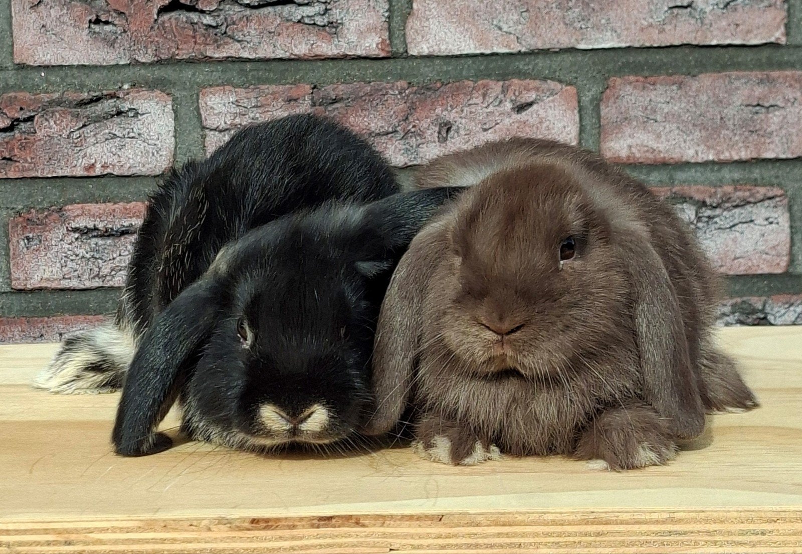 Lieve hangoor rammetjes, Mannelijk, Dwerg, Hangoor