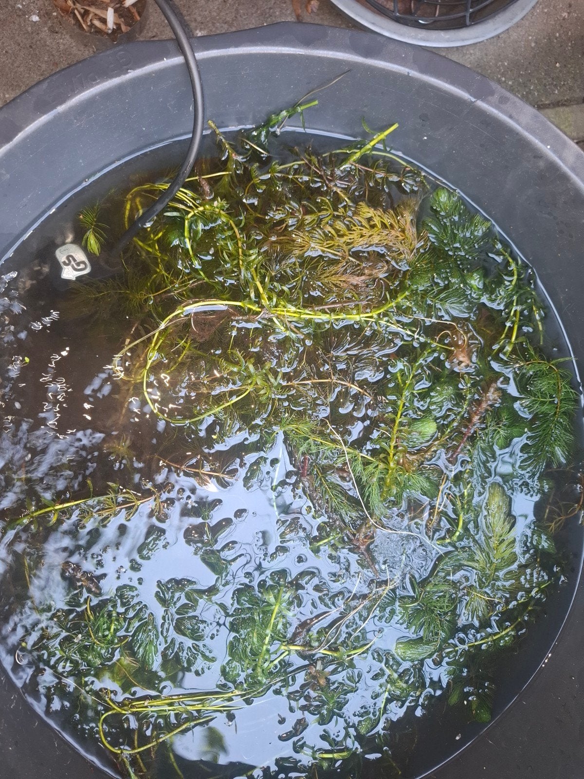 gratis Zuurstofplanten: Hoornblad (halve speciekuip), Tuin en Terras, Ophalen, Overige typen