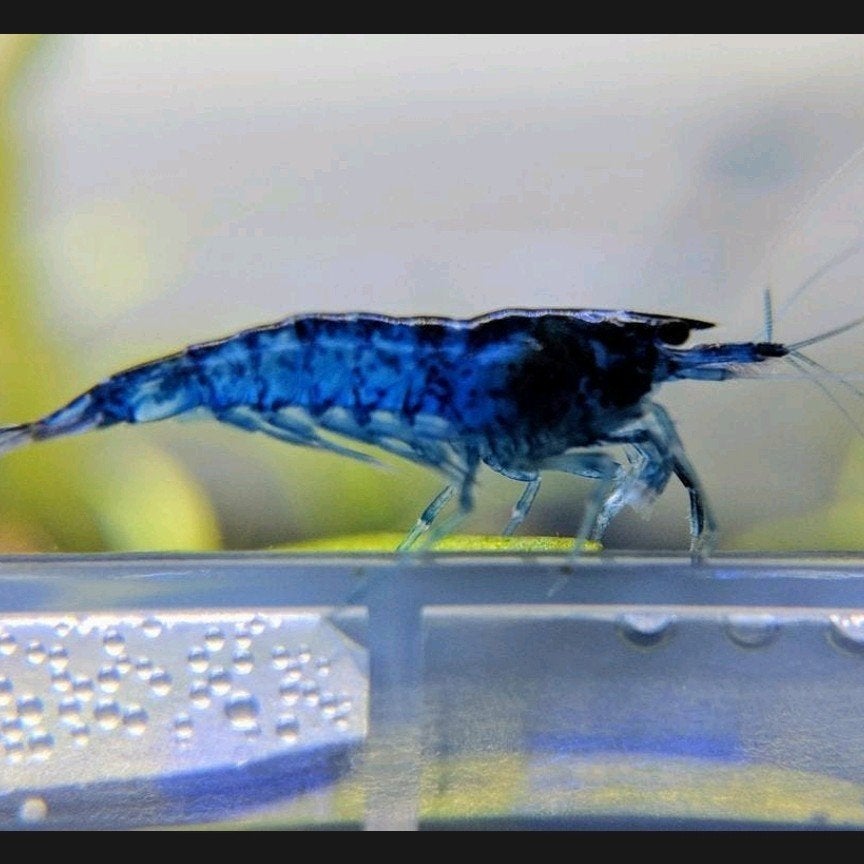 neocaridina blue dream, Dieren en Toebehoren, Vissen | Aquariumvissen, Kreeft, Krab of Garnaal, Zoetwatervis