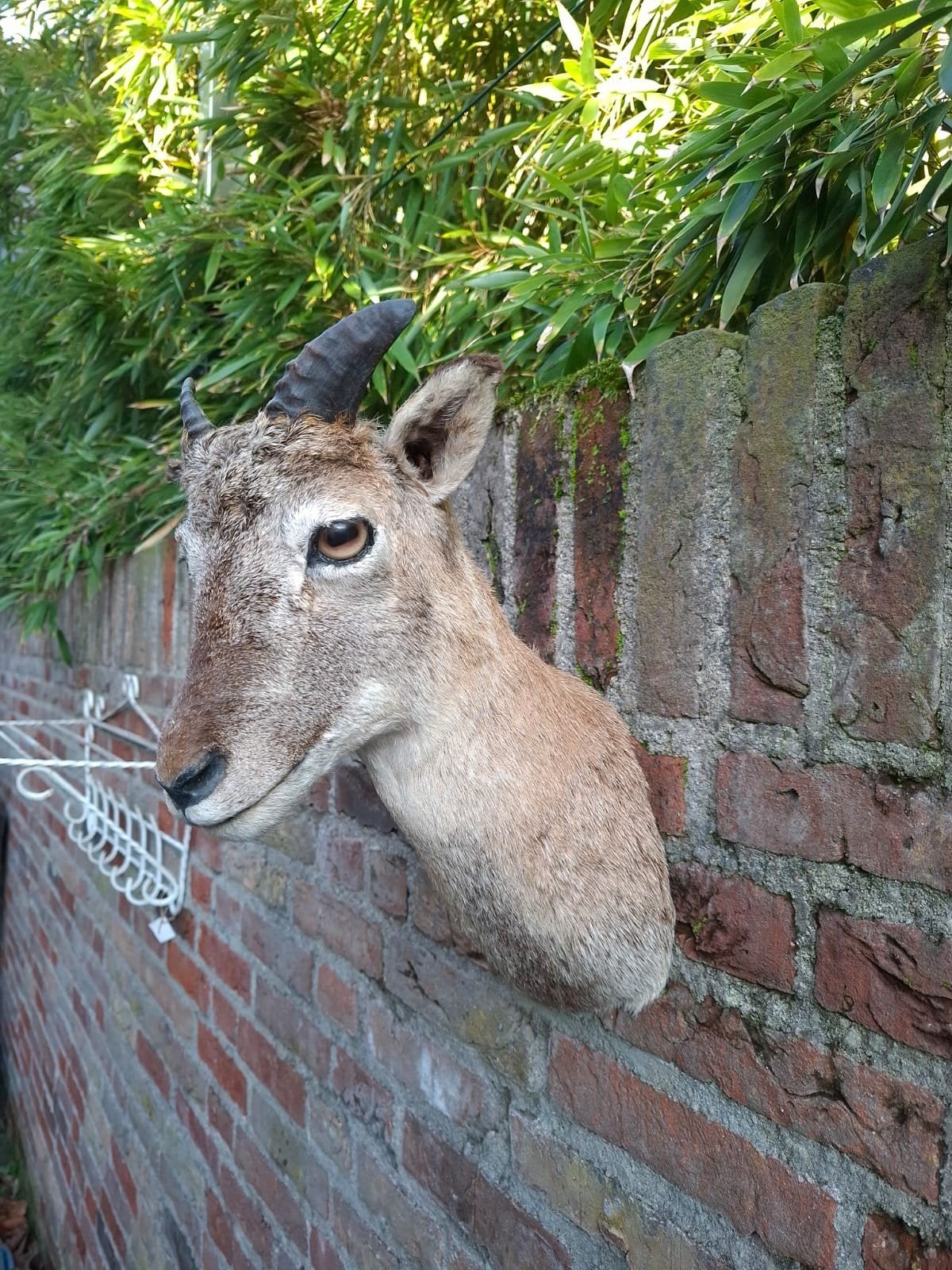 opgezette kop jonge moeflon taxidermy schedel gewei jacht, Ophalen, Wild dier, Gewei of Kop