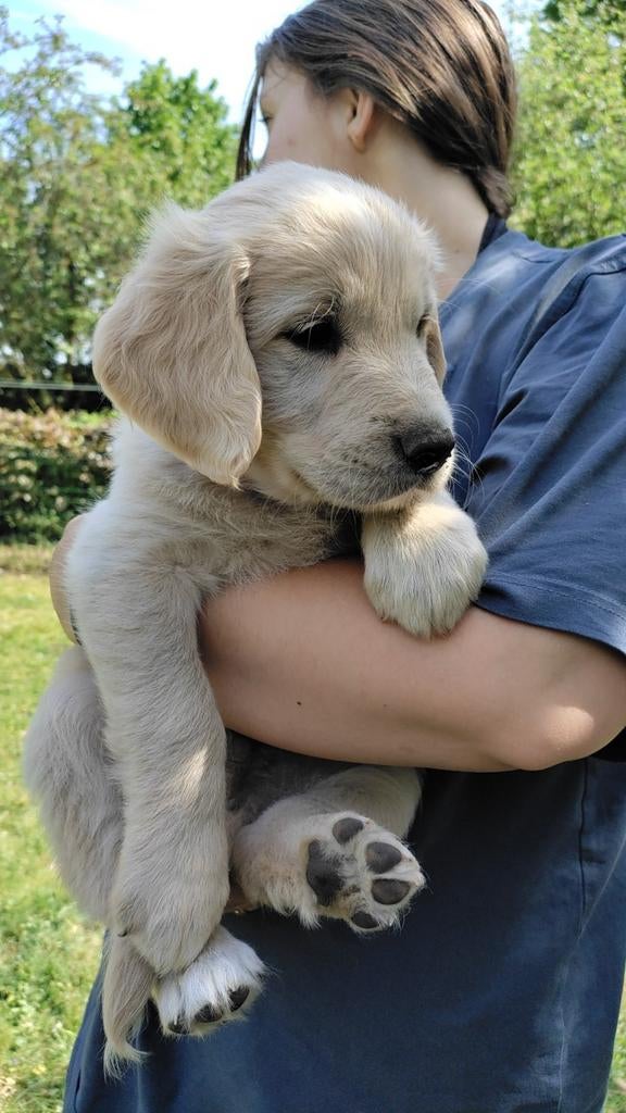 Leuke Golden Retriever pups., Dieren en Toebehoren, Golden retriever, Parvo, 8 tot 15 weken, Meerdere