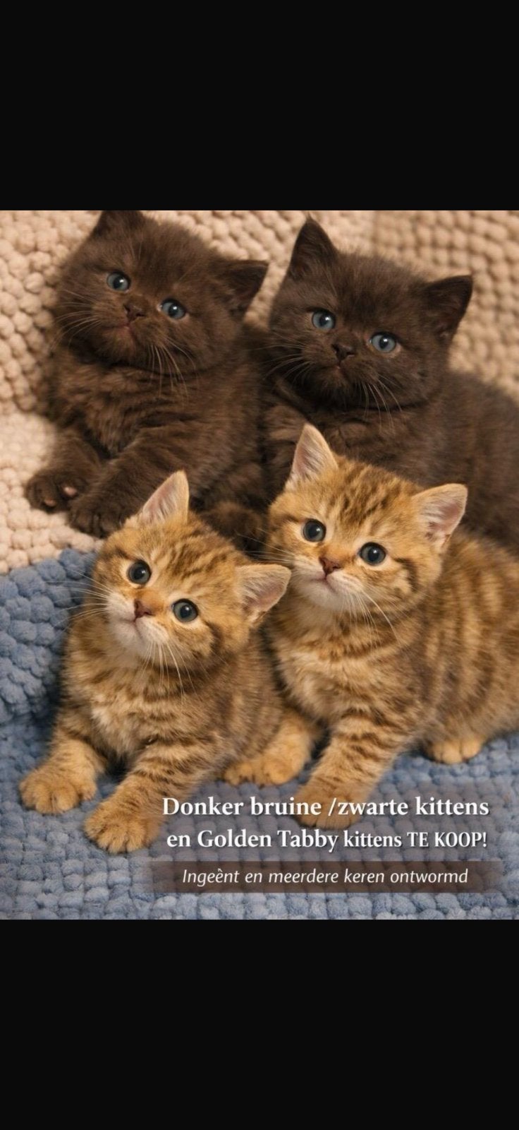 Britse korthaar kittens chocolate en golden-tabby, Meerdere dieren, Ontwormd, 0 tot 2 jaar