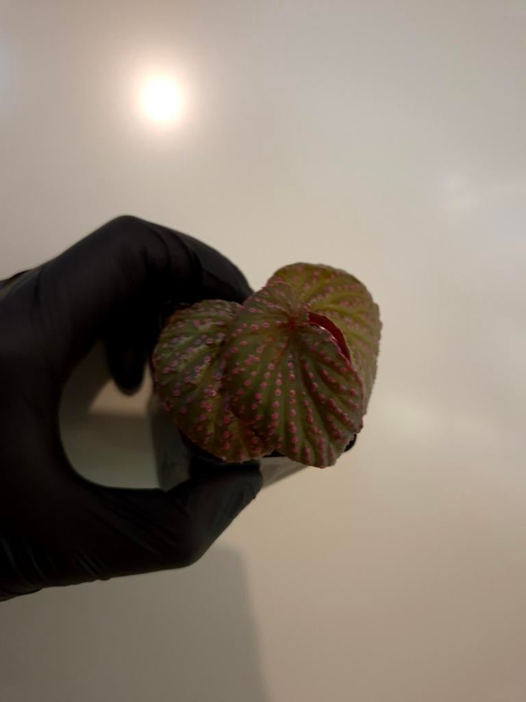 Begonia sp saripoi (zeldzaam), Ophalen of Verzenden, Halfschaduw, Minder dan 100 cm