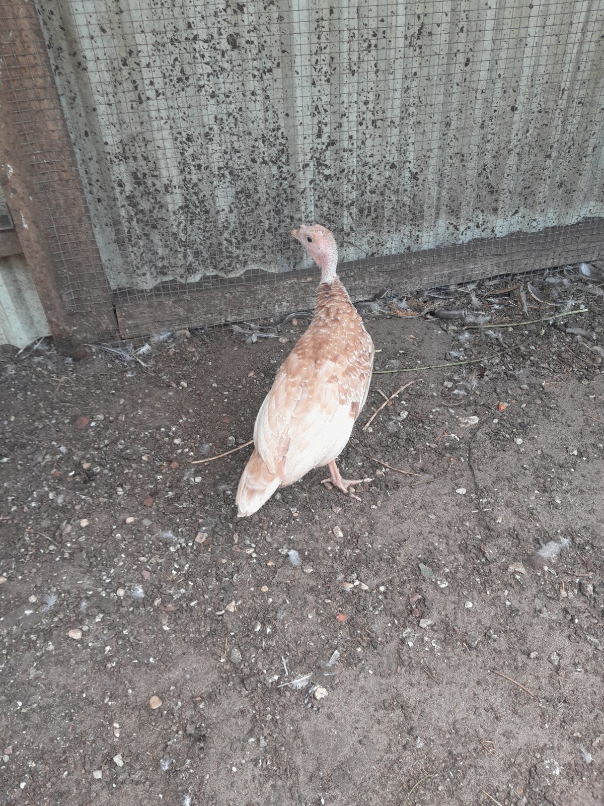 jonge kalkoenen, Dieren en Toebehoren, Pluimvee, Meerdere dieren, Kalkoen