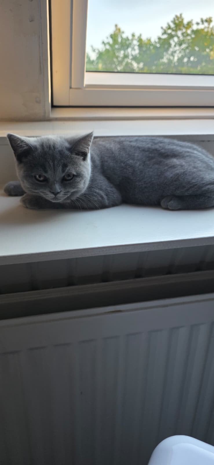 Prachtige Britse Korthaar kittens – Gevaccineerd & Ontwormd, Meerdere dieren, Ontwormd