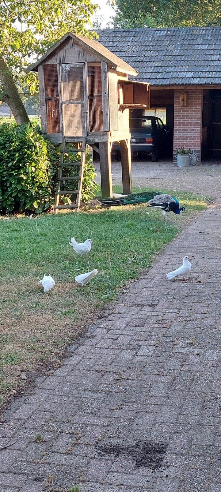 sier duiven wit, Meerdere dieren, Overige soorten