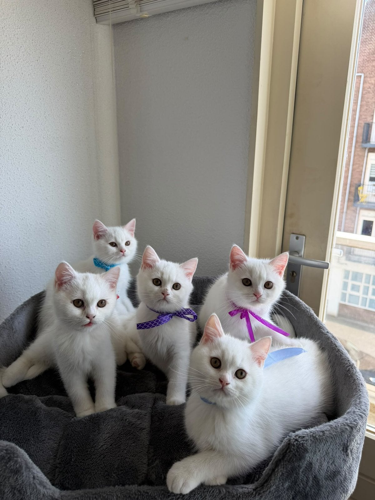 Britse korthaar kittens zoeken nieuw huis!, Meerdere dieren