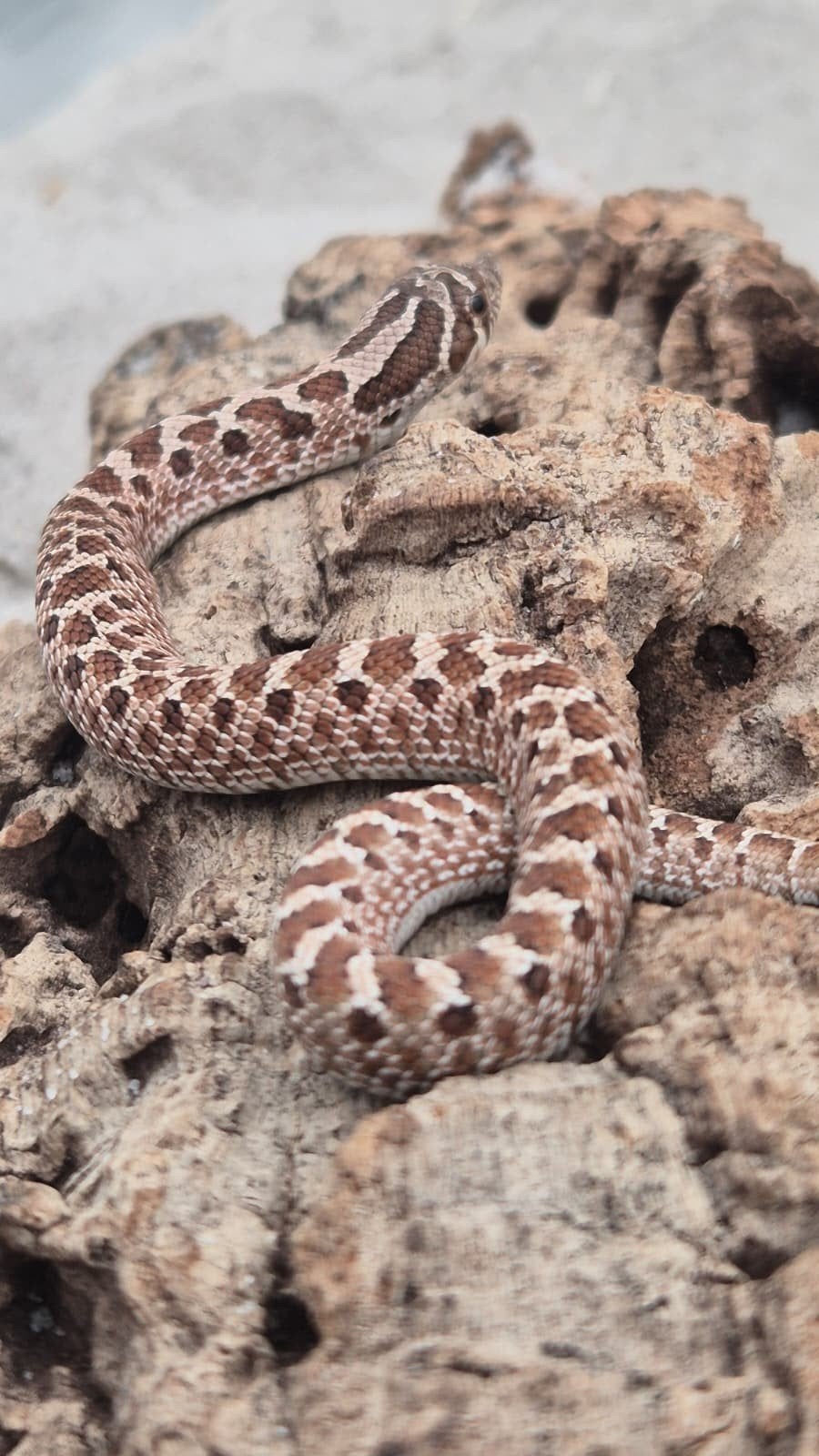 haakneusslang het sunburst Hognose Snake photo 2