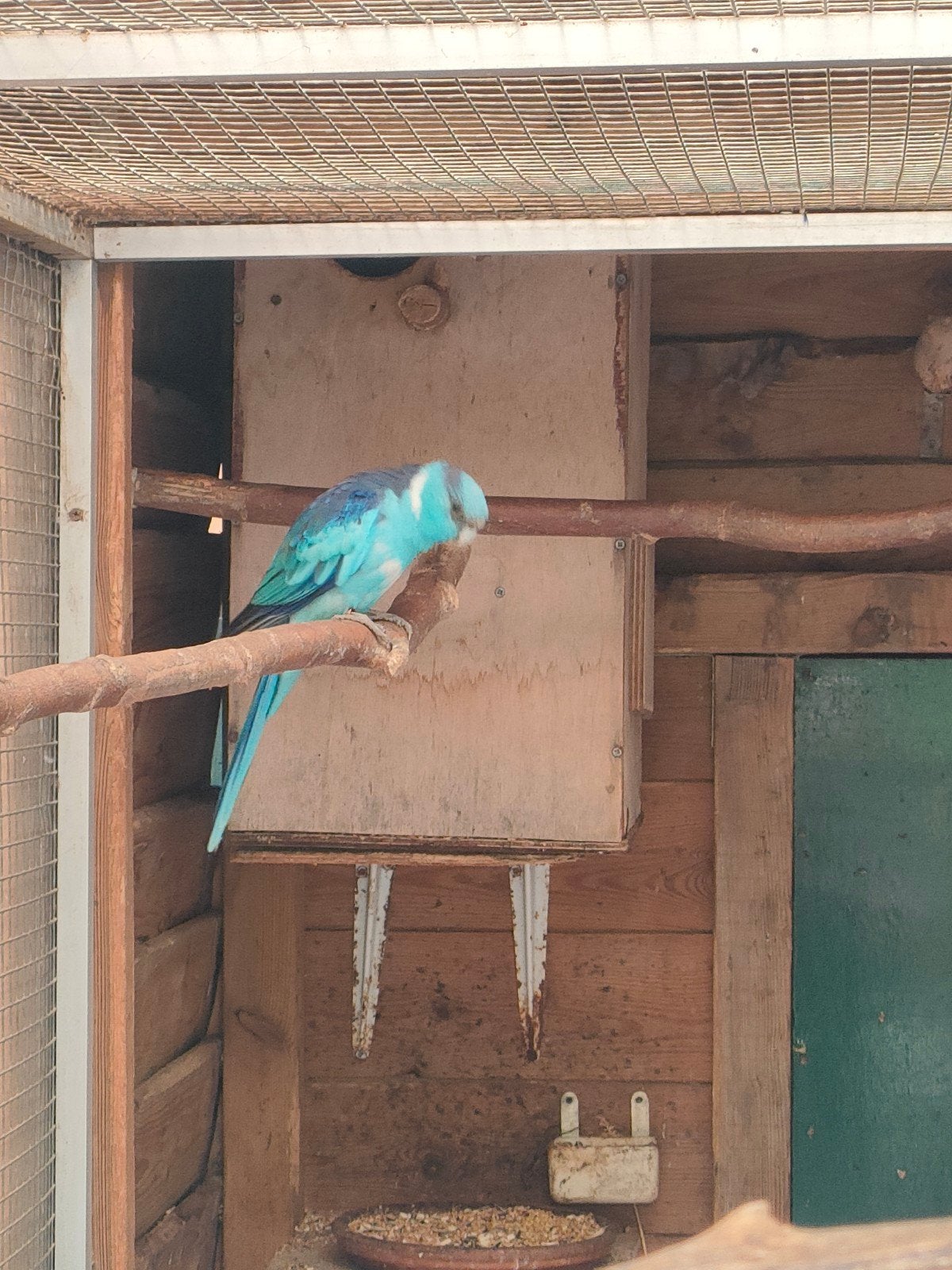 Blauwe barnard pop gezocht., Dieren en Toebehoren, Vogels | Parkieten en Papegaaien, Vrouwelijk, Parkiet