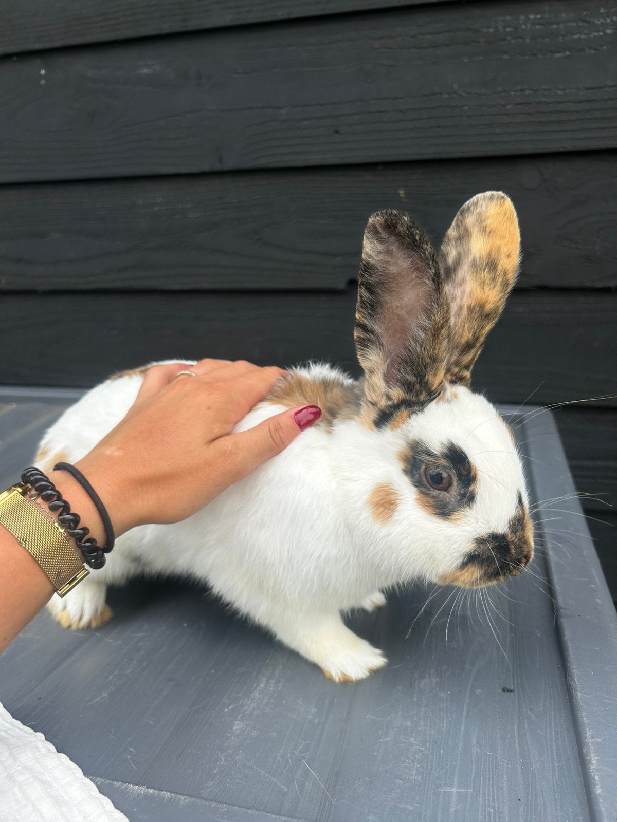 Rijnlander konijn, Mannelijk, Middelgroot, 0 tot 2 jaar