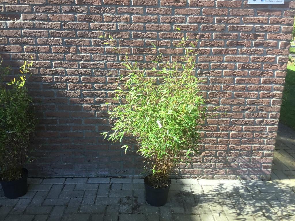 Fargesia Denudata Xian 2, niet woekerende bamboe!!!, Ophalen, Bamboe, Haag, 100 tot 250 cm