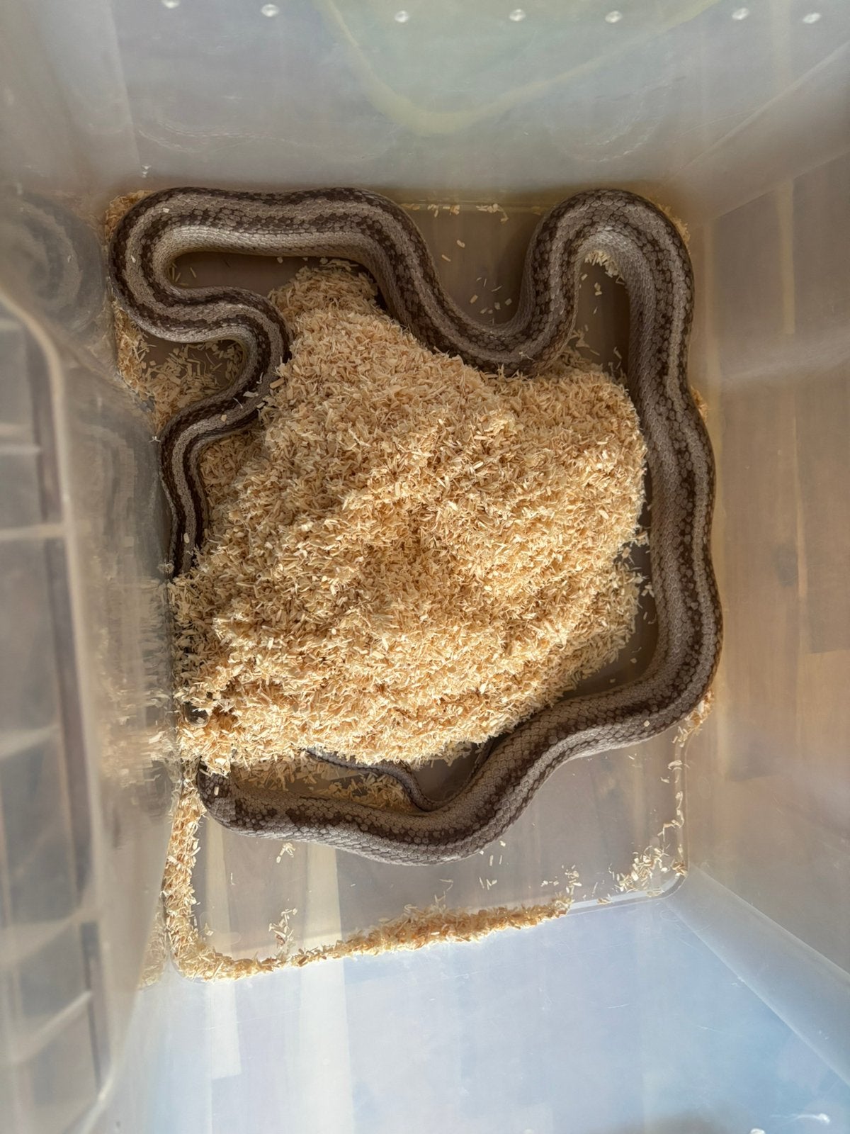 Rattenslang volwassen man Rat Snake - male for sale from Mendy