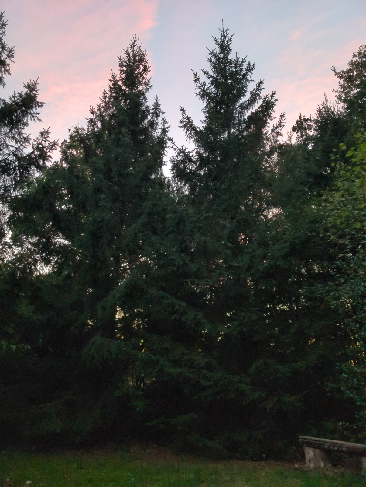 Kerstboom 12m hoog, Tuin en Terras, Planten | Bomen, Ophalen, Overige soorten, 400 cm of meer