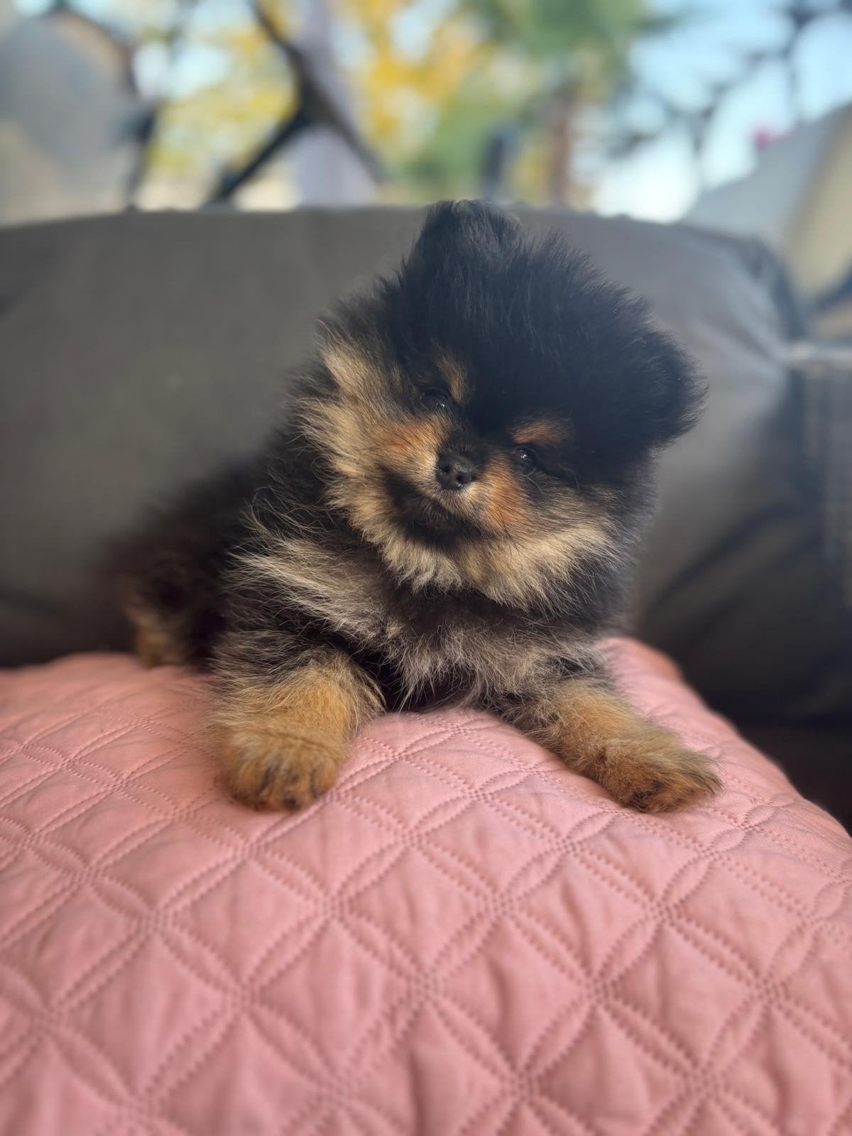 pomeriaanpup, Dieren en Toebehoren, Honden | Chihuahua's en Gezelschapshonden, Overige rassen, Meerdere, Meerdere dieren, Nederland