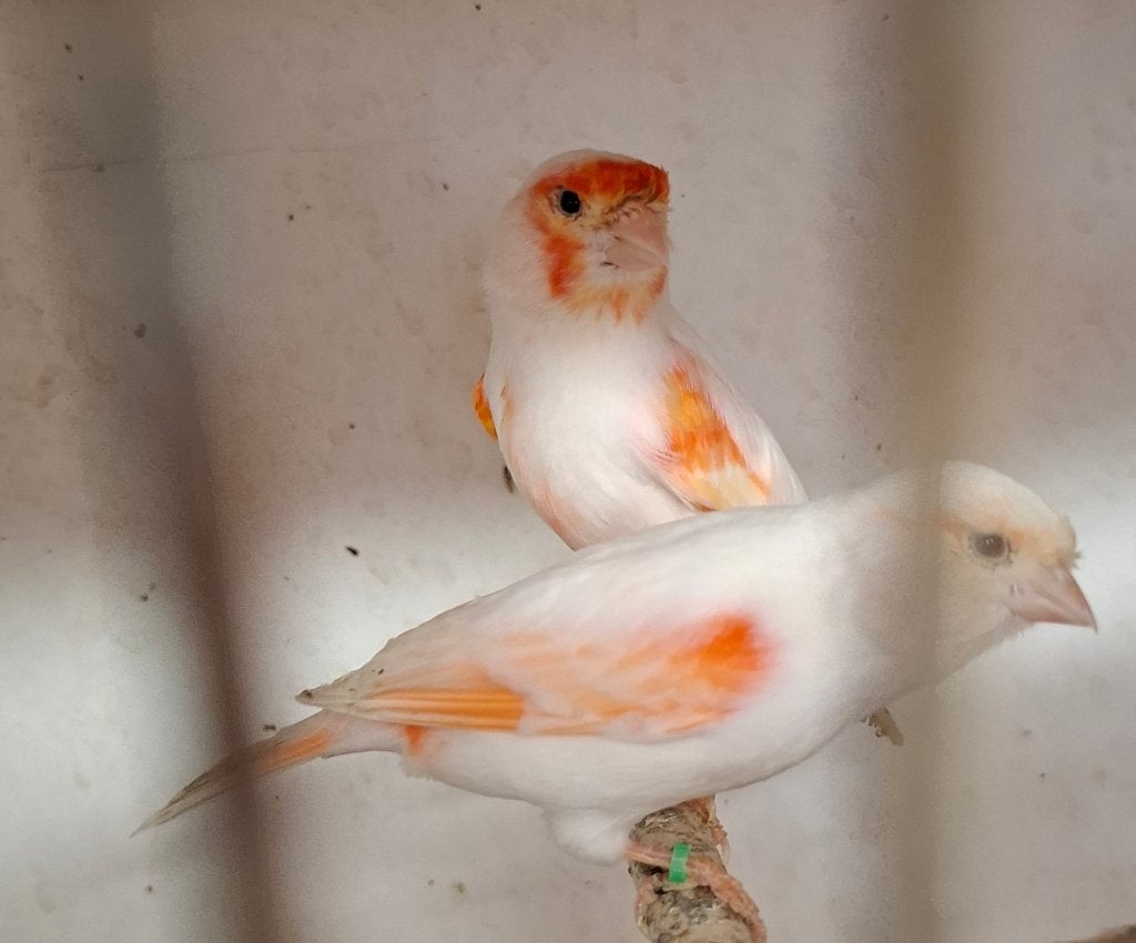 Rood mozaïek kanaries 2026, Dieren en Toebehoren, Meerdere dieren, Kleurkanarie