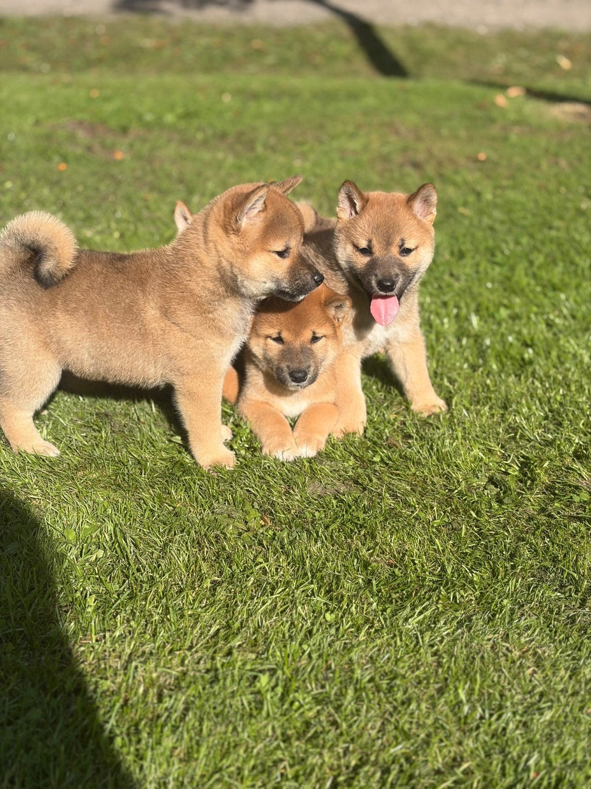 Lieve Shiba Inu puppies, Overige rassen, 8 tot 15 weken, Teef, CDV (hondenziekte)