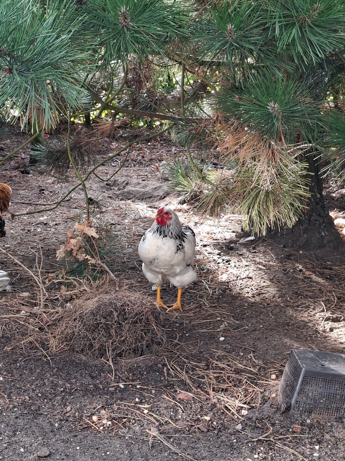 jonge wyandotte krielhaan, Dieren en Toebehoren, Mannelijk, Kip