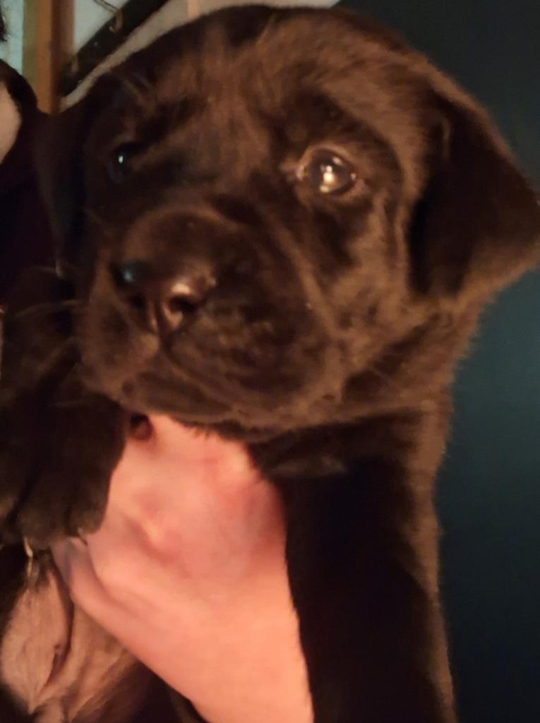 Bruine en zwarte labrador pups te reserveren, Parvo, Nederland, 8 tot 15 weken, Labrador retriever