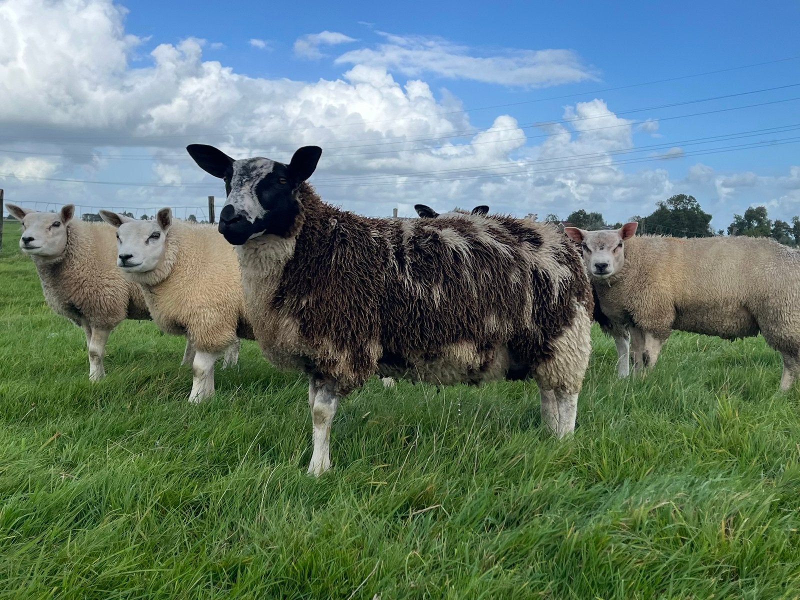Luxe bonte ram/ dekram, Dieren en Toebehoren, Mannelijk, Schaap, 0 tot 2 jaar