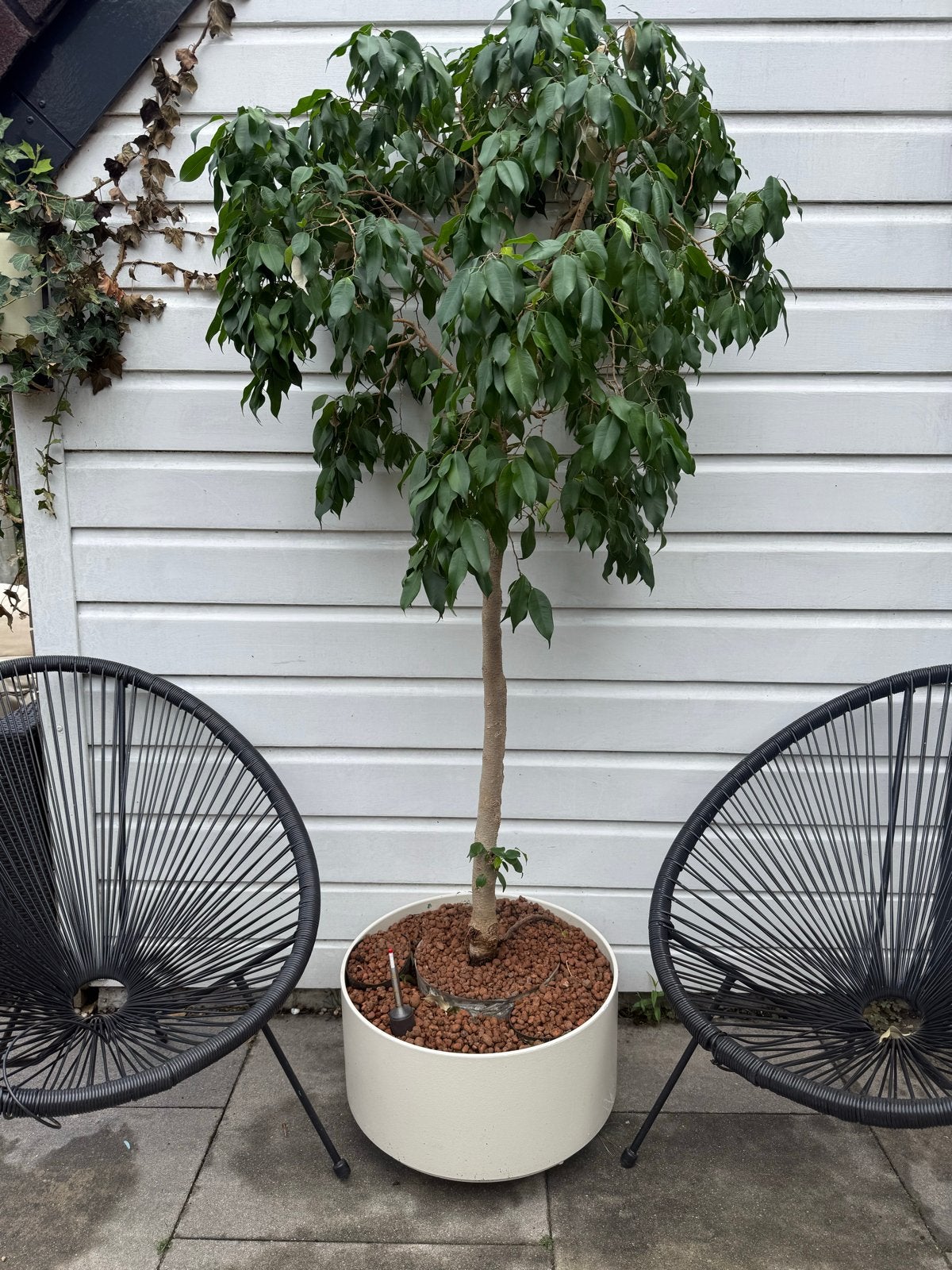 Grote Ficus Benjamina in op hydrocultuur, Vaste plant, Bloeit niet, Halfschaduw, Ophalen
