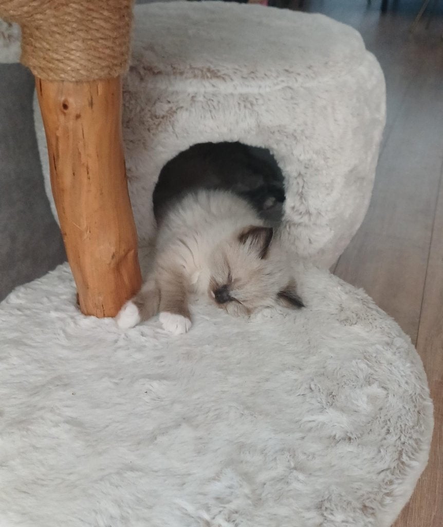 Ragdoll kittens, Dieren en Toebehoren, Katten en Kittens | Raskatten | Langhaar, Meerdere dieren, Ontwormd, 0 tot 2 jaar