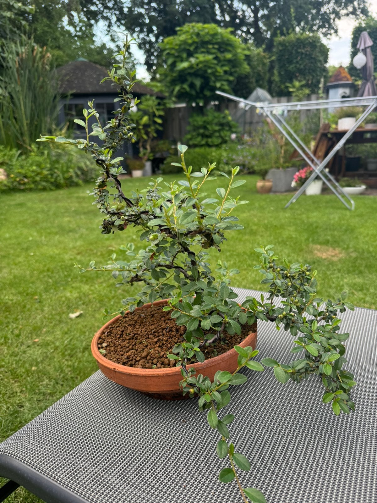Cotoneaster bonsai, Tuin en Terras, Overige soorten, Lente, Minder dan 100 cm, Ophalen