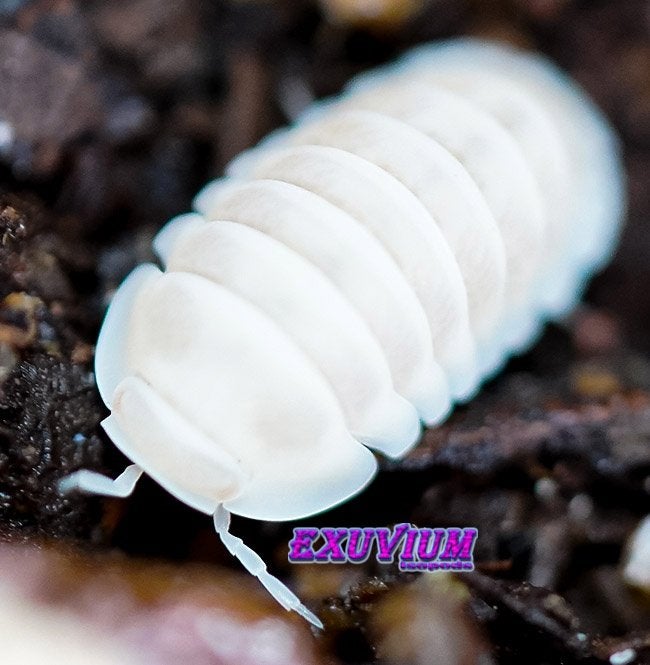 Cubaris sp. White Panda King isopods / pissebedden, Overige soorten