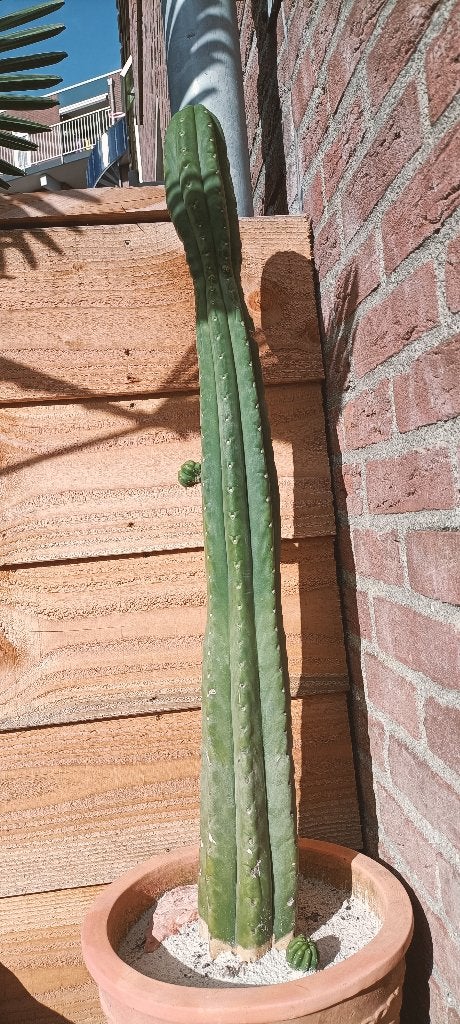 Cactus Trichocereus pachanoi, met kluit 1 meter hoog, Ophalen, 100 tot 150 cm, Cactus, Volle zon