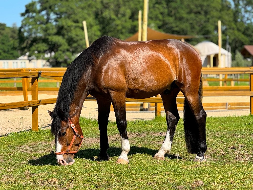 Knappe 7 jarige Hongaarse ruin te koop, Gechipt, B, Ruin, 7 tot 10 jaar