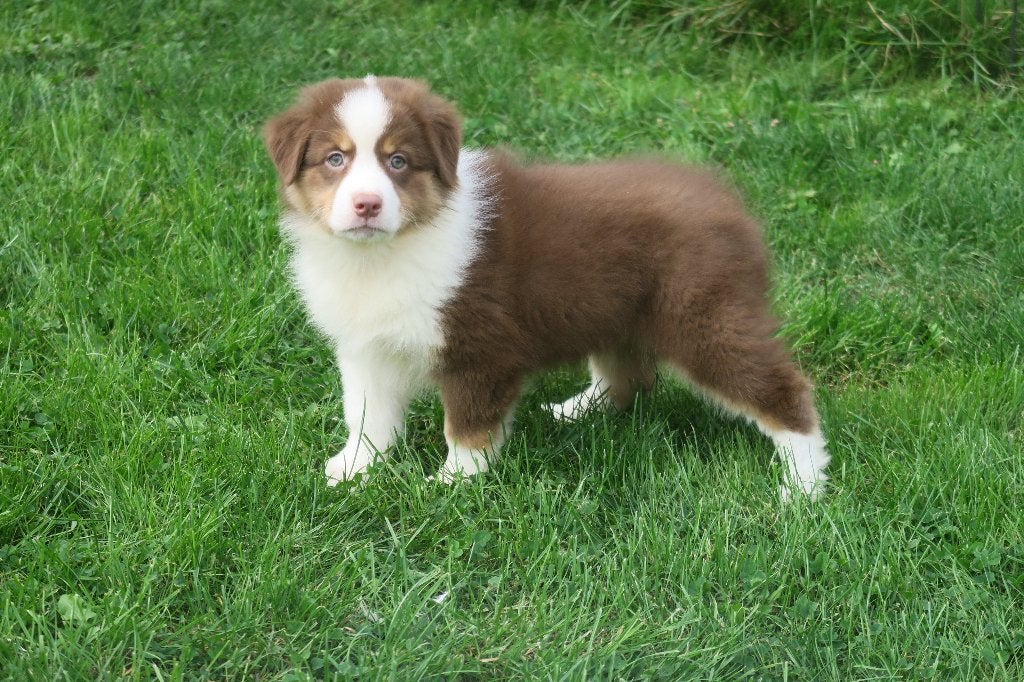 Foto 6 van Leuke Australian Shepherd pups