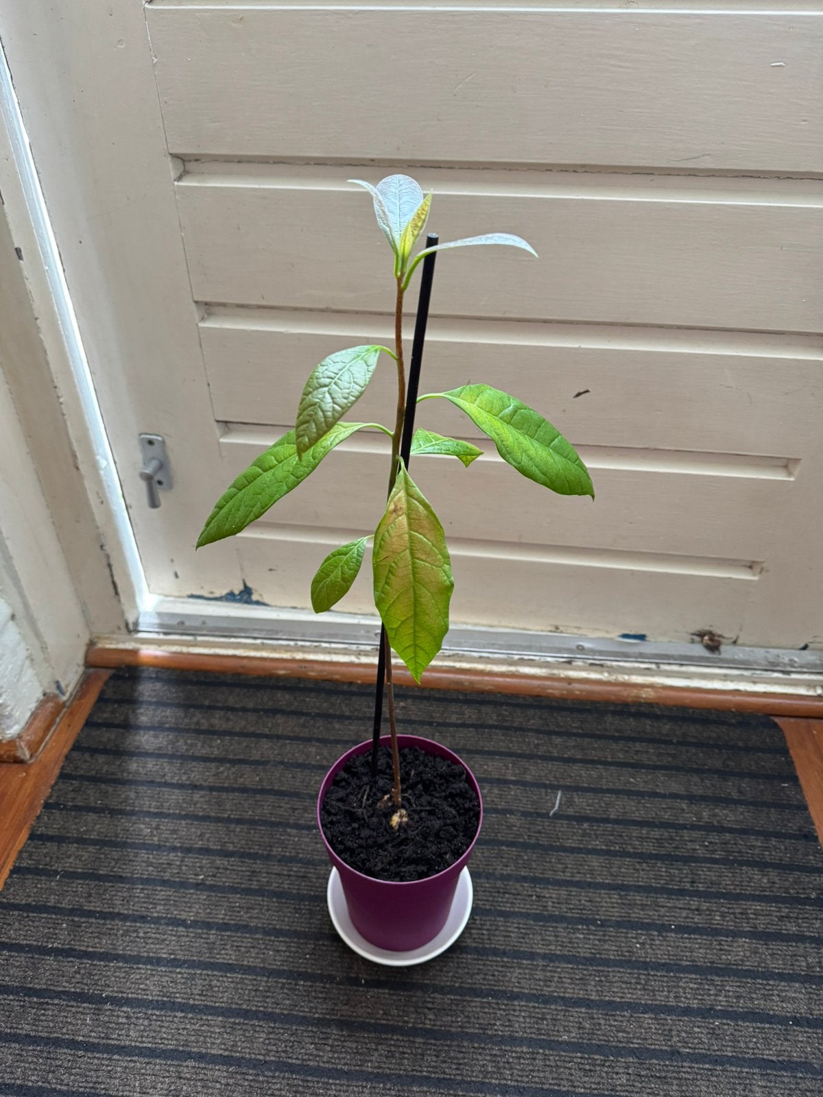 Avocado fruit plant :, Tuin en Terras, Ophalen, Minder dan 100 cm, Overige soorten, Zomer
