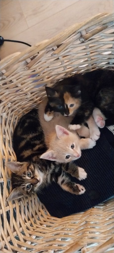 Tamme katje (donker met half rode gezicht) nog beschikbaar., Dieren en Toebehoren, Meerdere dieren