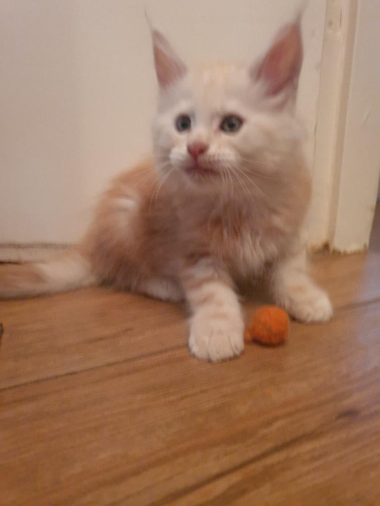 Maine coon kittens met stamboom, Dieren en Toebehoren, Meerdere dieren, Met stamboom