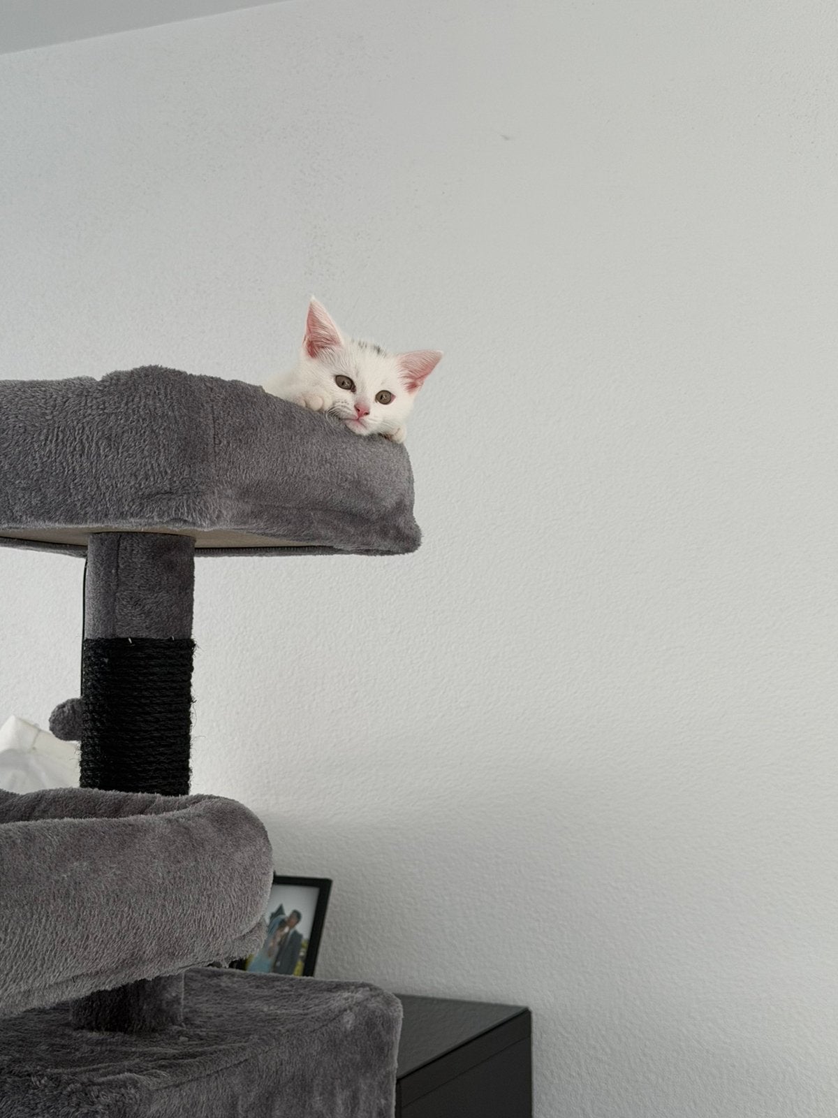 Kitten te koop met alle spullen, Poes