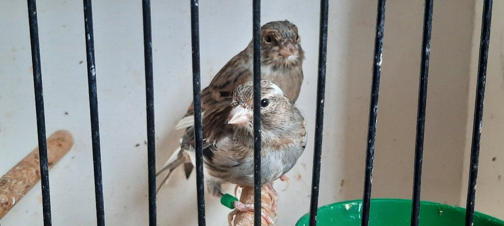 Kanaries, Dieren en Toebehoren, Vogels | Kanaries, Meerdere dieren, Kleurkanarie