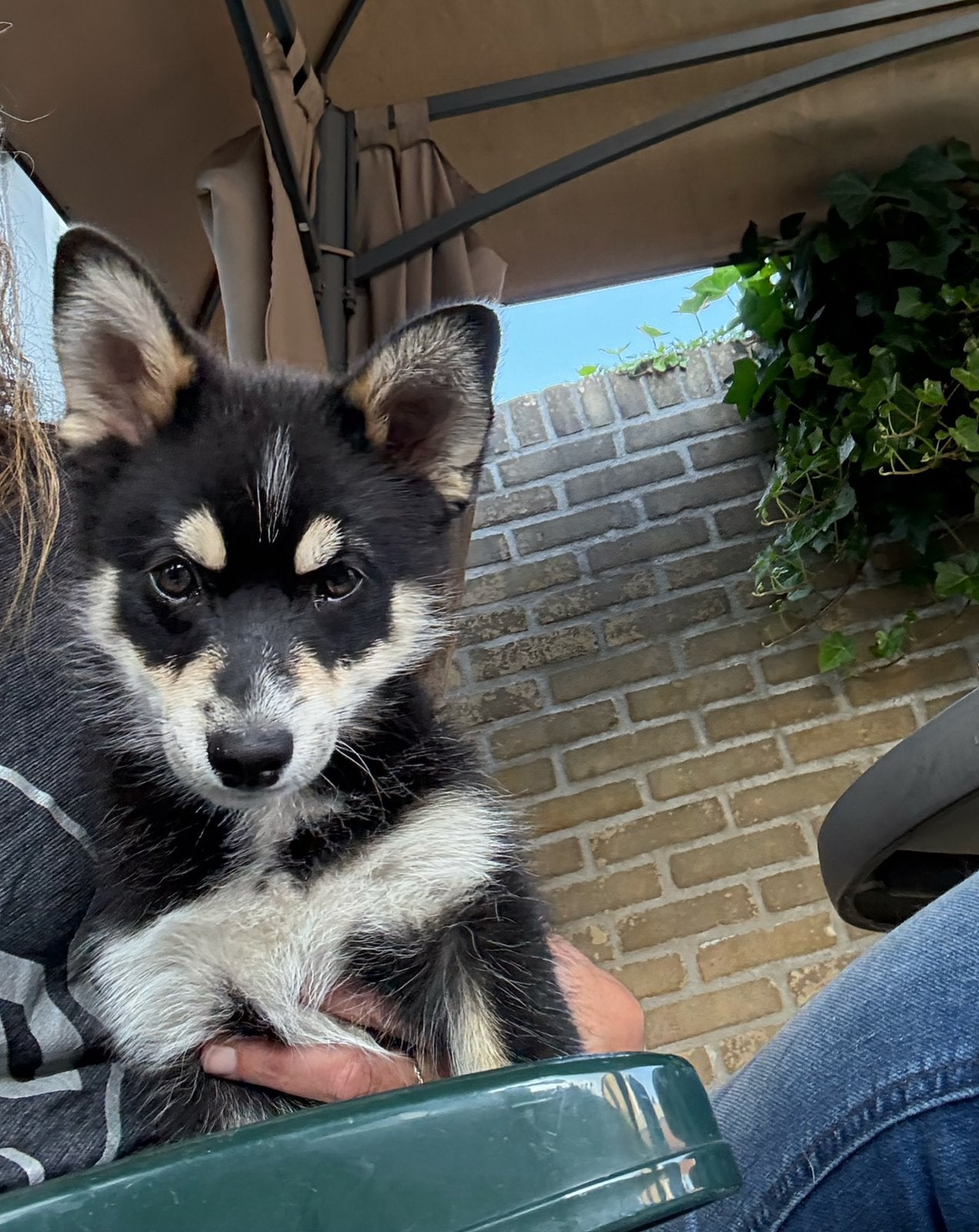 Prachtige Pomsky pup!! 14 weekjes jong zo goed als zindelijk, Dieren en Toebehoren, Honden | Poolhonden, Keeshonden en Oertypen
