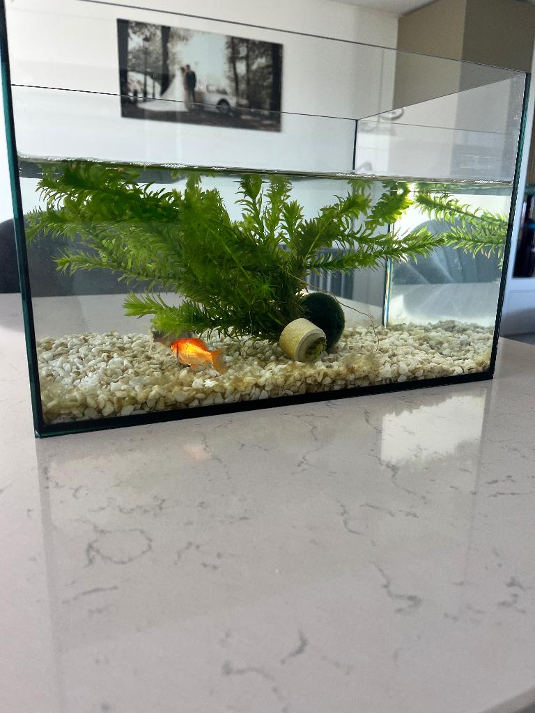 Vissenkom zonder inhoud, Dieren en Toebehoren, Vissen | Aquariumvissen, Vis