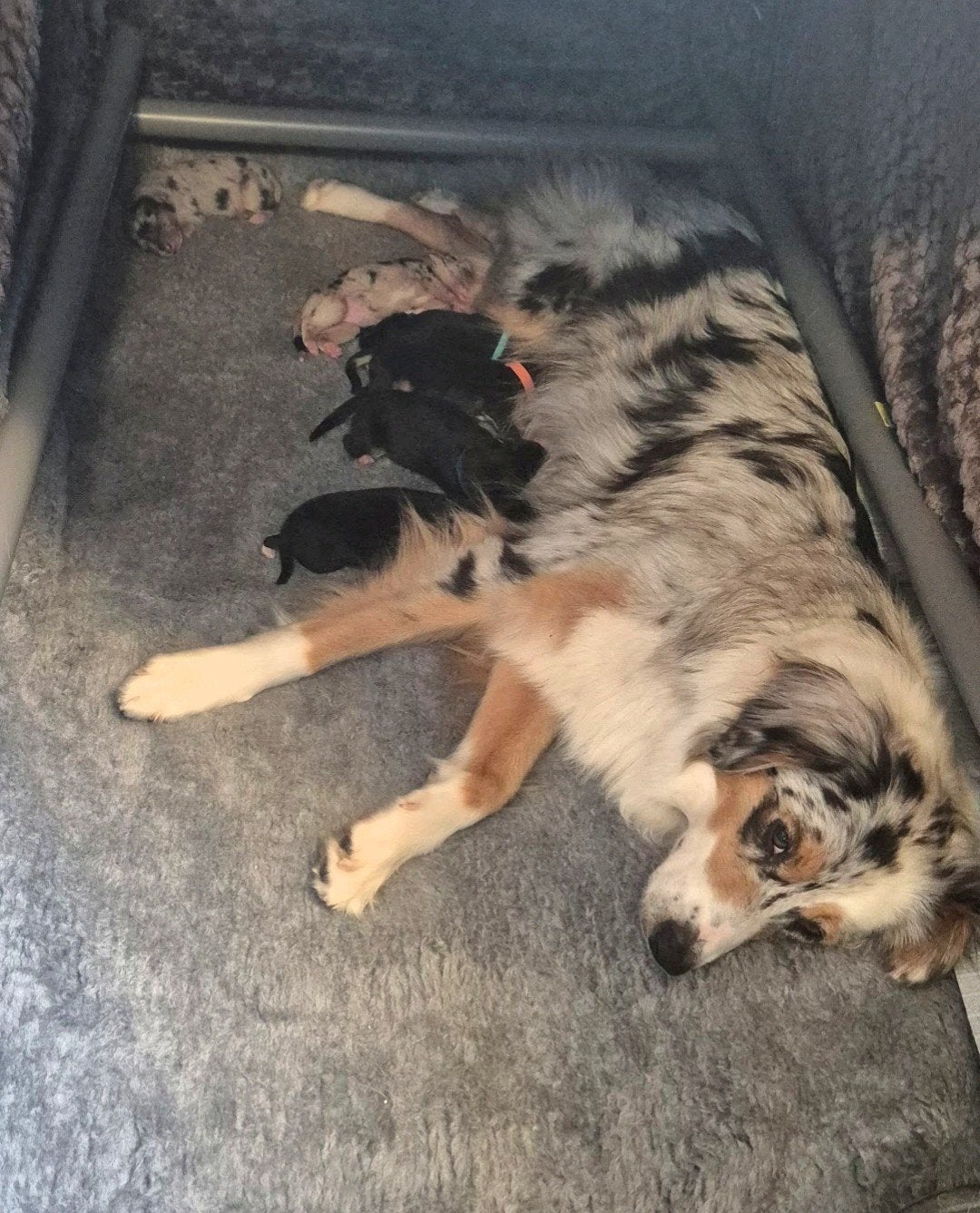 Leuke australian shepherd border collie mix pups, 8 tot 15 weken, Meerdere, Meerdere dieren, Middel