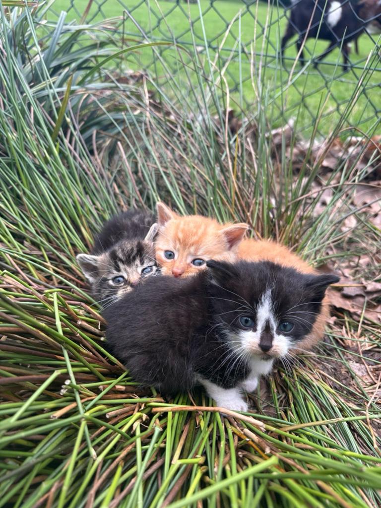 Boerderijkittens, Dieren en Toebehoren, Katten en Kittens | Overige Katten, Poes, Kortharig, 0 tot 2 jaar