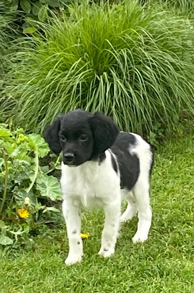 Prachtige FRIESE STABIJ x HEIDEWACHTEL pups, Dieren en Toebehoren, Parvo, Nederland, 8 tot 15 weken, Meerdere