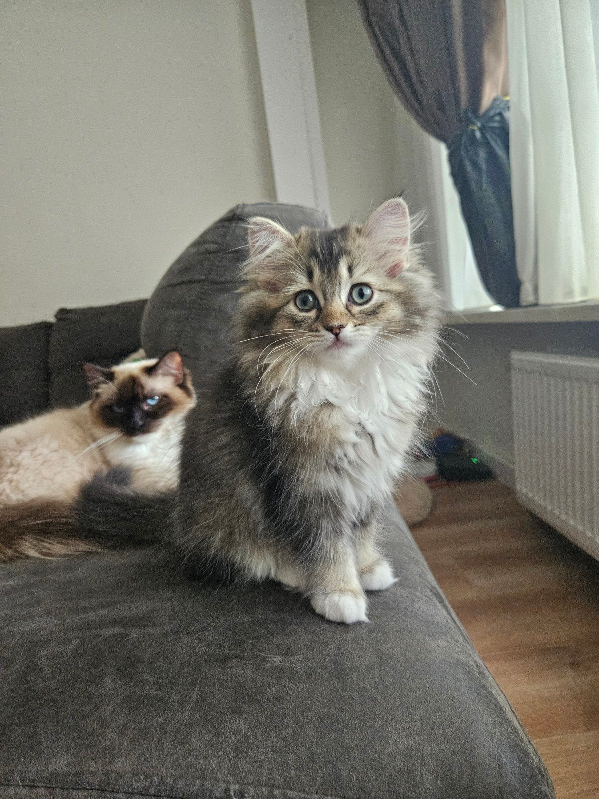Ragdoll × Britse Langhaar kittens zoeken gouden mandje, Meerdere dieren, Langharig, 0 tot 2 jaar